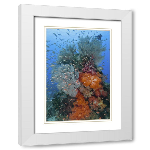 Indonesia, Komodo NP Underwater Fish and coral White Modern Wood Framed Art Print with Double Matting by Shimlock, Jones