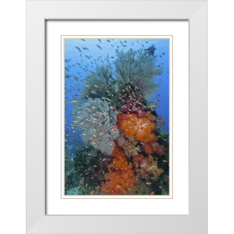 Indonesia, Komodo NP Underwater Fish and coral White Modern Wood Framed Art Print with Double Matting by Shimlock, Jones