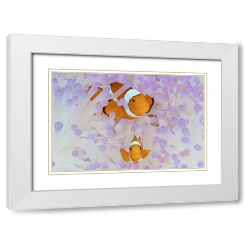 Indonesia, Papua Anemonefish in an anemone White Modern Wood Framed Art Print with Double Matting by Shimlock, Jones