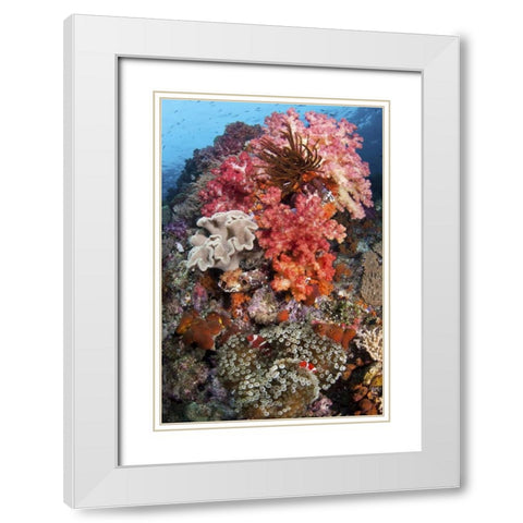 Indonesia, Papua, SE Misool Fish and coral White Modern Wood Framed Art Print with Double Matting by Shimlock, Jones