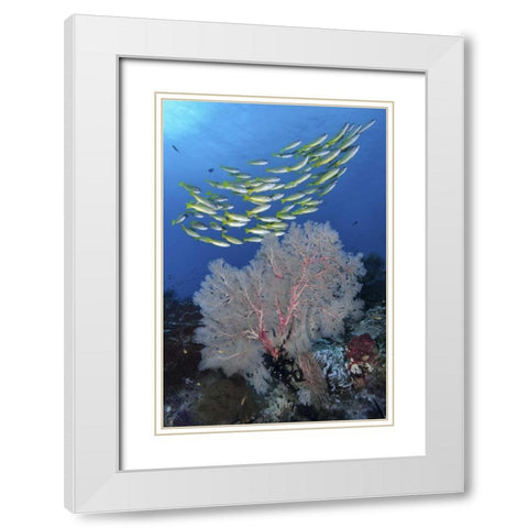 Indonesia, Papua, SE Misool Fish and coral White Modern Wood Framed Art Print with Double Matting by Shimlock, Jones