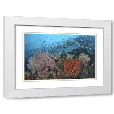 Indonesia, Papua, SE Misool Fish and coral White Modern Wood Framed Art Print with Double Matting by Shimlock, Jones