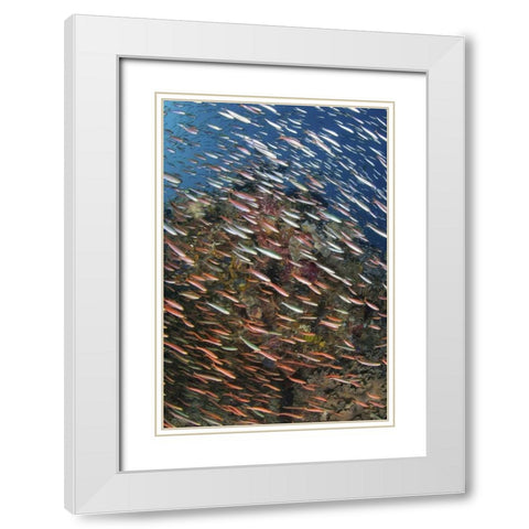 Indonesia, Raja Ampat Underwater fish and coral White Modern Wood Framed Art Print with Double Matting by Shimlock, Jones