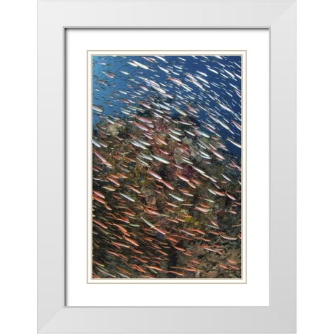Indonesia, Raja Ampat Underwater fish and coral White Modern Wood Framed Art Print with Double Matting by Shimlock, Jones