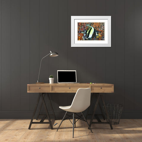 Indonesia, Papua Moorish idolfish and coral White Modern Wood Framed Art Print with Double Matting by Shimlock, Jones