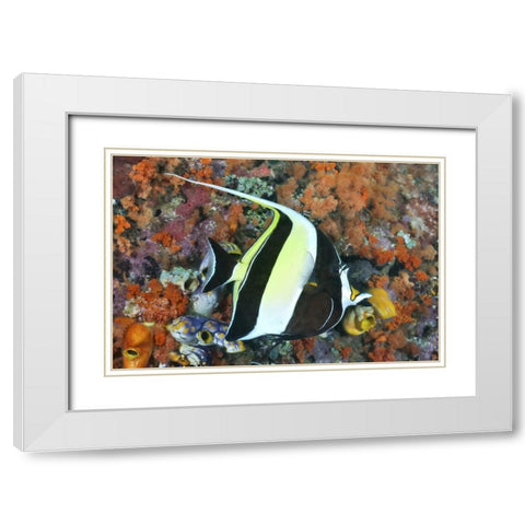 Indonesia, Papua Moorish idolfish and coral White Modern Wood Framed Art Print with Double Matting by Shimlock, Jones