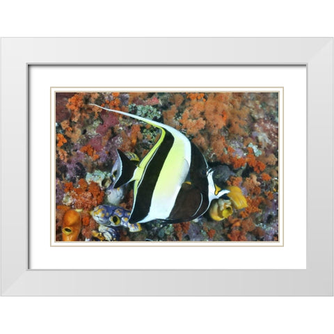 Indonesia, Papua Moorish idolfish and coral White Modern Wood Framed Art Print with Double Matting by Shimlock, Jones