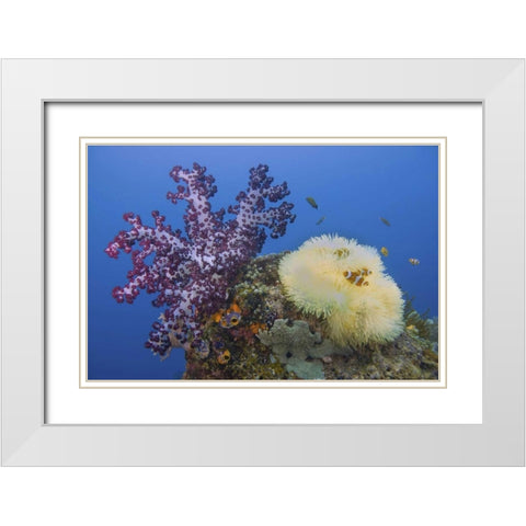Indonesia, Raja Ampat Underwater fish and coral White Modern Wood Framed Art Print with Double Matting by Shimlock, Jones