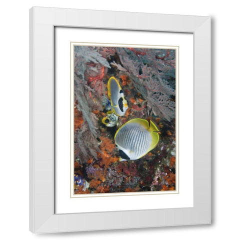 Indonesia, Raja Ampat Underwater fish and coral White Modern Wood Framed Art Print with Double Matting by Shimlock, Jones