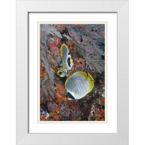 Indonesia, Raja Ampat Underwater fish and coral White Modern Wood Framed Art Print with Double Matting by Shimlock, Jones