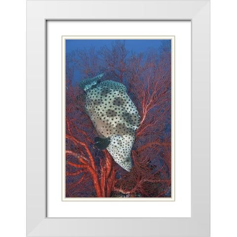 Indonesia, Raja Ampat Underwater fish and coral White Modern Wood Framed Art Print with Double Matting by Shimlock, Jones