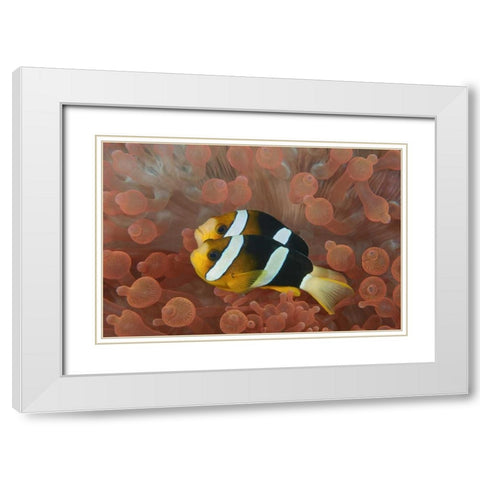 Indonesia, Papua Anemonefish in an anemone White Modern Wood Framed Art Print with Double Matting by Shimlock, Jones