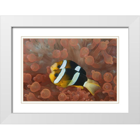 Indonesia, Papua Anemonefish in an anemone White Modern Wood Framed Art Print with Double Matting by Shimlock, Jones