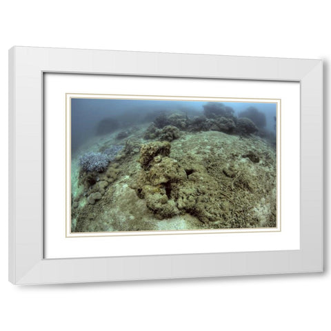 Indonesia, Papua, Raja Ampat Damaged reef White Modern Wood Framed Art Print with Double Matting by Shimlock, Jones
