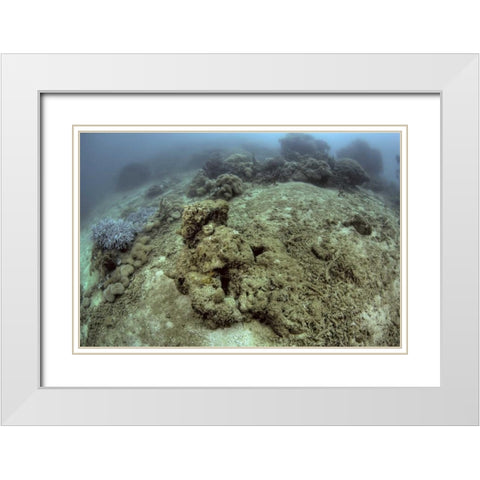 Indonesia, Papua, Raja Ampat Damaged reef White Modern Wood Framed Art Print with Double Matting by Shimlock, Jones