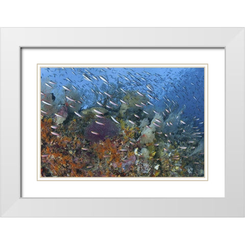 Indonesia, Raja Ampat Underwater fish and coral White Modern Wood Framed Art Print with Double Matting by Shimlock, Jones