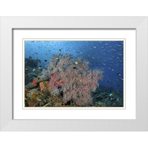 Indonesia, Raja Ampat Underwater fish and coral White Modern Wood Framed Art Print with Double Matting by Shimlock, Jones