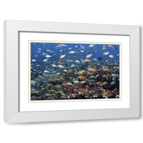 Indonesia, Raja Ampat Underwater fish and coral White Modern Wood Framed Art Print with Double Matting by Shimlock, Jones