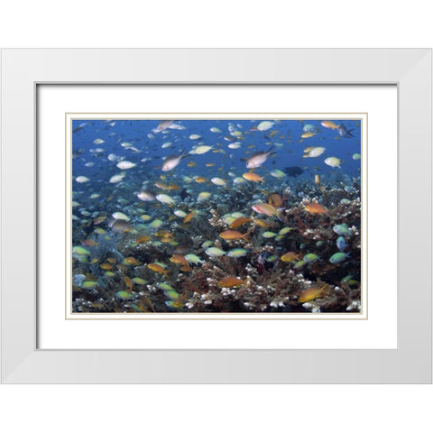 Indonesia, Raja Ampat Underwater fish and coral White Modern Wood Framed Art Print with Double Matting by Shimlock, Jones