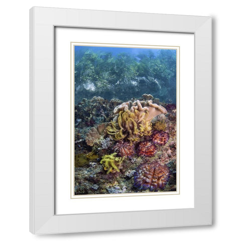 Indonesia, Raja Ampat Underwater fish and coral White Modern Wood Framed Art Print with Double Matting by Shimlock, Jones