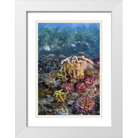 Indonesia, Raja Ampat Underwater fish and coral White Modern Wood Framed Art Print with Double Matting by Shimlock, Jones