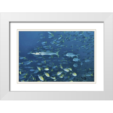 Indonesia, Papua, Raja Ampat Schooling fish White Modern Wood Framed Art Print with Double Matting by Shimlock, Jones