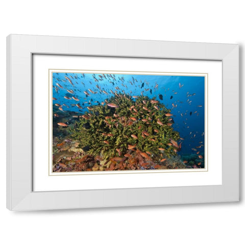 Indonesia, Komodo NP Fish and hard coral White Modern Wood Framed Art Print with Double Matting by Shimlock, Jones