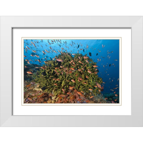Indonesia, Komodo NP Fish and hard coral White Modern Wood Framed Art Print with Double Matting by Shimlock, Jones