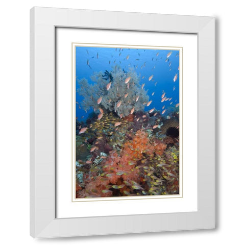 Indonesia, Komodo NP Underwater Fish and coral White Modern Wood Framed Art Print with Double Matting by Shimlock, Jones