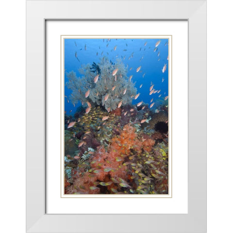 Indonesia, Komodo NP Underwater Fish and coral White Modern Wood Framed Art Print with Double Matting by Shimlock, Jones