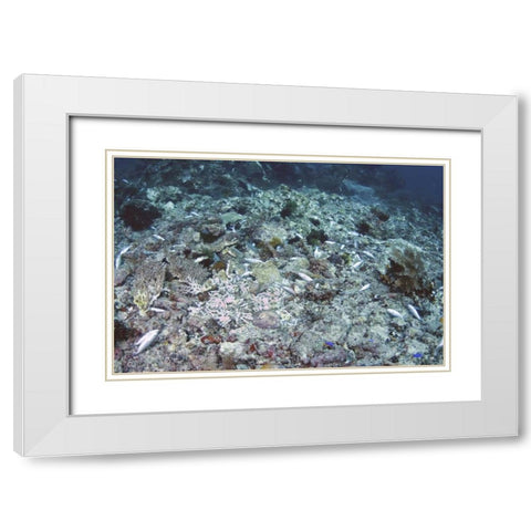 Indonesia, Papua, Fam, Penemu Islands Dead Reefs White Modern Wood Framed Art Print with Double Matting by Shimlock, Jones