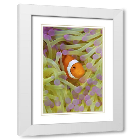 Indonesia, Papua Anemonefish in anemone White Modern Wood Framed Art Print with Double Matting by Shimlock, Jones