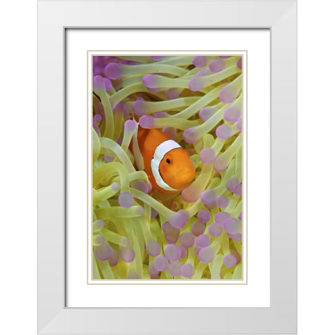 Indonesia, Papua Anemonefish in anemone White Modern Wood Framed Art Print with Double Matting by Shimlock, Jones