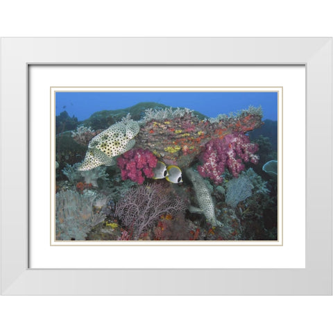 Indonesia, Papua, SE Misool Fish and coral White Modern Wood Framed Art Print with Double Matting by Shimlock, Jones