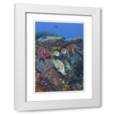 Indonesia, Papua, SE Misool Fish and coral White Modern Wood Framed Art Print with Double Matting by Shimlock, Jones