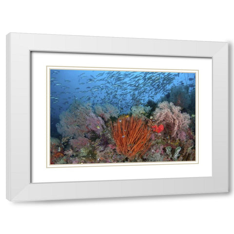 Indonesia, Papua, SE Misool Fish and coral White Modern Wood Framed Art Print with Double Matting by Shimlock, Jones