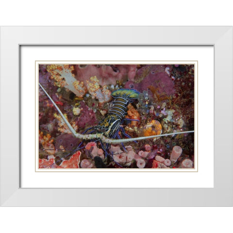 Indonesia, Papua, SE Misool Lobster and coral White Modern Wood Framed Art Print with Double Matting by Shimlock, Jones