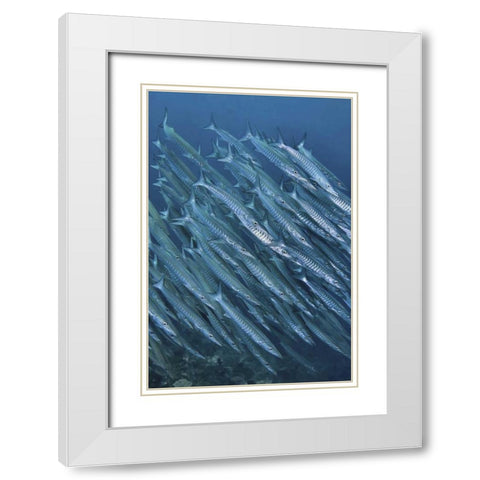 Indonesia, Papua Underwater Schooling barracuda White Modern Wood Framed Art Print with Double Matting by Shimlock, Jones