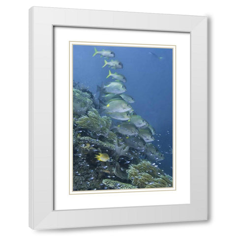 Indonesia, Raja Ampat Underwater fish and coral White Modern Wood Framed Art Print with Double Matting by Shimlock, Jones