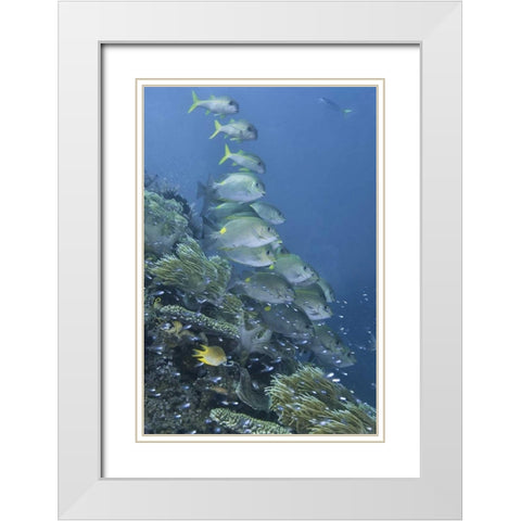 Indonesia, Raja Ampat Underwater fish and coral White Modern Wood Framed Art Print with Double Matting by Shimlock, Jones