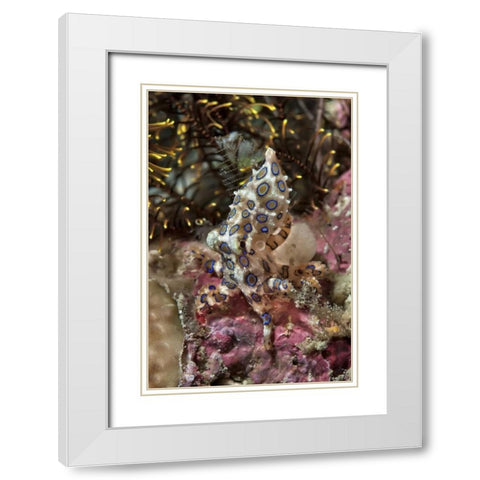 Indonesia, Papua Blue-ring octopus and coral White Modern Wood Framed Art Print with Double Matting by Shimlock, Jones