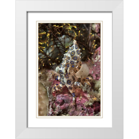 Indonesia, Papua Blue-ring octopus and coral White Modern Wood Framed Art Print with Double Matting by Shimlock, Jones