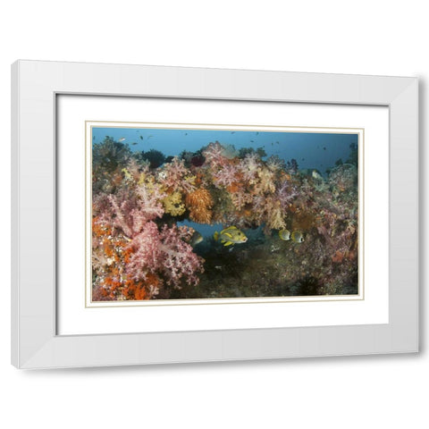 Indonesia, Raja Ampat Underwater fish and coral White Modern Wood Framed Art Print with Double Matting by Shimlock, Jones