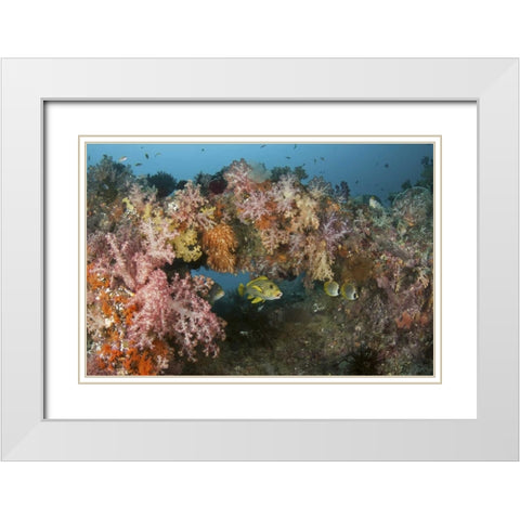 Indonesia, Raja Ampat Underwater fish and coral White Modern Wood Framed Art Print with Double Matting by Shimlock, Jones