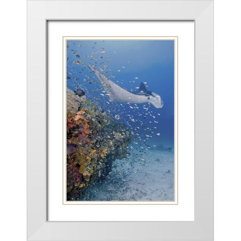 Indonesia, Papua Manta ray, fish and coral White Modern Wood Framed Art Print with Double Matting by Shimlock, Jones