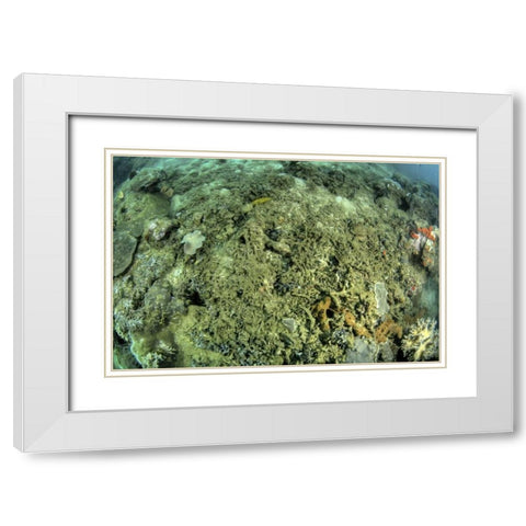 Indonesia, Papua, Raja Ampat Damaged reef White Modern Wood Framed Art Print with Double Matting by Shimlock, Jones