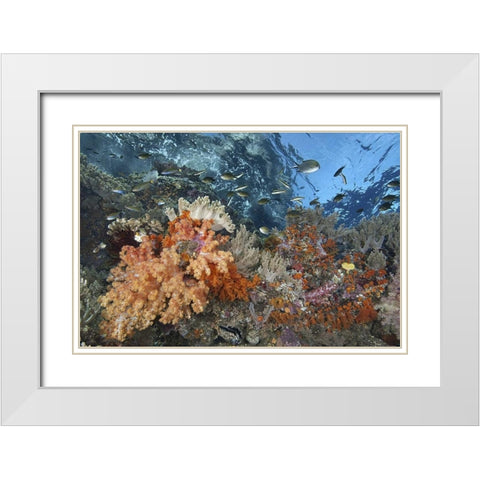 Indonesia, Raja Ampat Underwater fish and coral White Modern Wood Framed Art Print with Double Matting by Shimlock, Jones