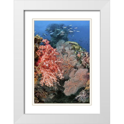 Indonesia, Raja Ampat Underwater fish and coral White Modern Wood Framed Art Print with Double Matting by Shimlock, Jones