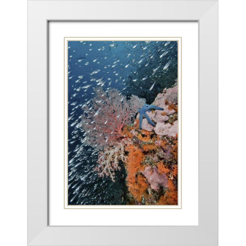Indonesia, Raja Ampat Underwater fish and coral White Modern Wood Framed Art Print with Double Matting by Shimlock, Jones