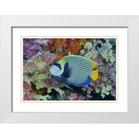 Indonesia, Papua Underwater angelfish and coral White Modern Wood Framed Art Print with Double Matting by Shimlock, Jones